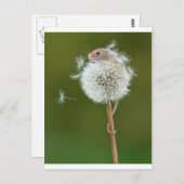 Muiswensen Briefkaart (Voorkant / Achterkant)