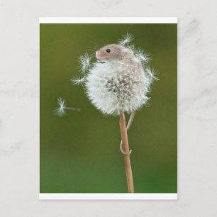 Muiswensen Briefkaart