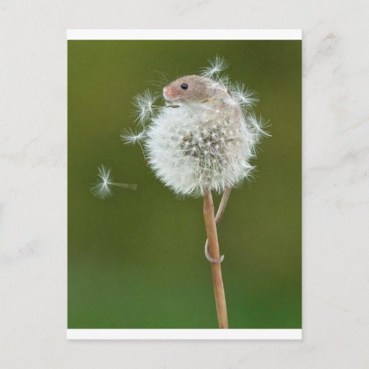 Muiswensen Briefkaart (Voorkant)