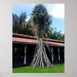 muitas pernas poster