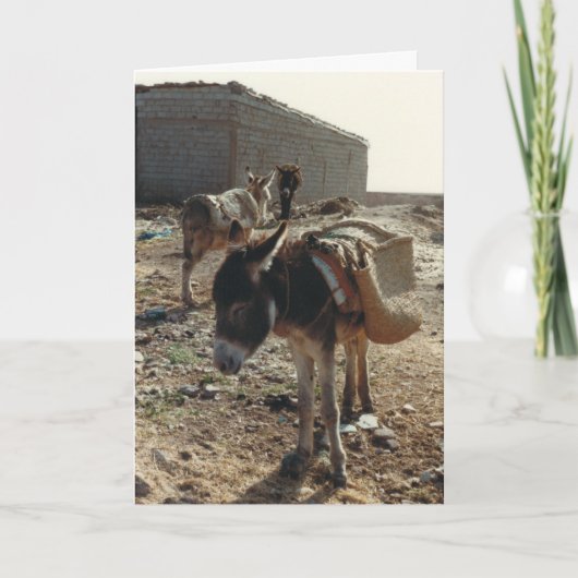 Mule au repos au Maroc Carte d'anniversaire (Devant)