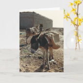 Mule au repos au Maroc Carte d'anniversaire (Fleur jaune)