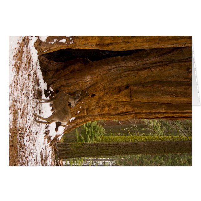 Mule Deer (Devant Horizontal)