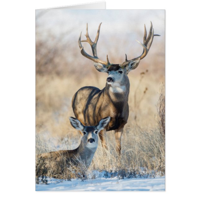 Mule Deer bok en hinde (Voorkant)