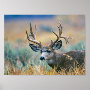 Mule Deer bok Grand Teton National Park Wyoming Poster
