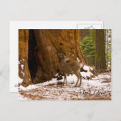 Mule Deer Briefkaart (Voorkant / Achterkant)