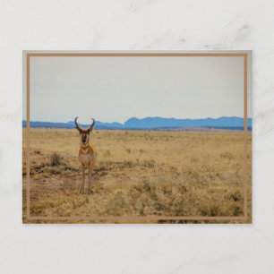 Mule Deer Briefkaart