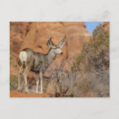 Mule Deer Briefkaart (Voorkant)