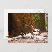 Mule Deer Briefkaart (Voorkant / Achterkant)