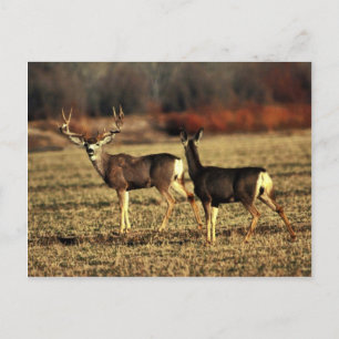 Mule Deer Briefkaart
