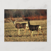 Mule Deer Briefkaart (Voorkant)