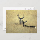 Mule Deer Buck - Doe Briefkaart (Voorkant / Achterkant)