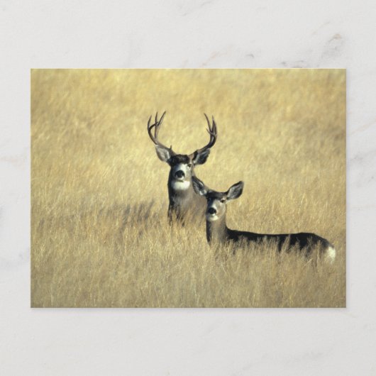 Mule Deer Buck - Doe Briefkaart (Voorkant)