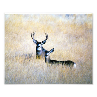 Mule Deer Buck & Doe Digital Fine Art Print Foto Afdruk