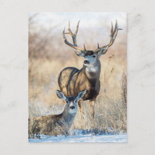 Mule Deer Buck en Doe Briefkaart