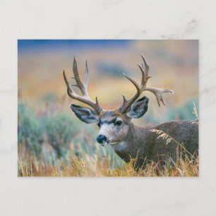 Mule Deer Buck Nationaal park Grand Teton Wyomin Briefkaart