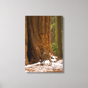 Mule Deer Canvas Afdruk