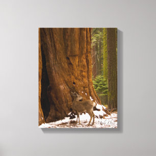 Mule Deer Canvas Afdruk