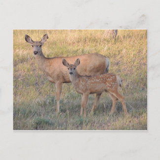 Mule Deer Doe en Fawn Briefkaart