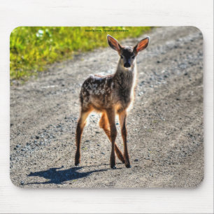 Mule Deer Fawn Baby Animal Wildlife Foto Muismat
