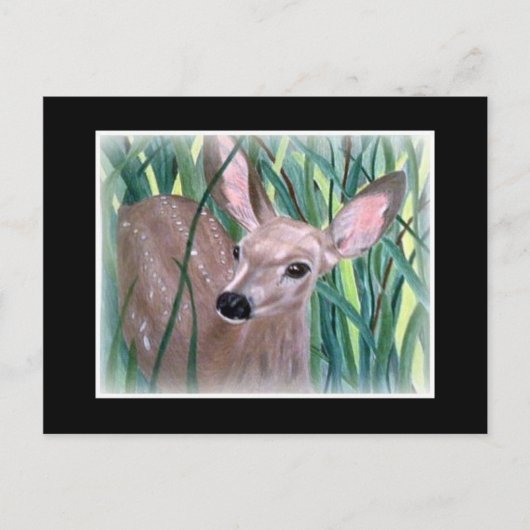Mule Deer Fawn Briefkaart (Voorkant)
