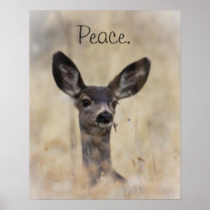 Mule Deer Fawn Poster