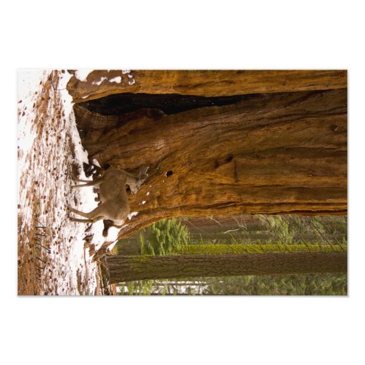 Mule Deer Foto Afdruk (Voorkant)