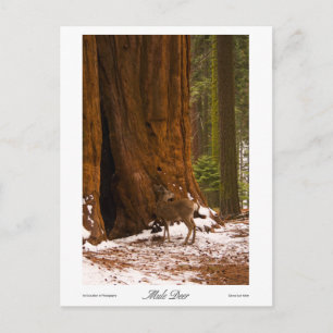 Mule Deer Foto Briefkaart