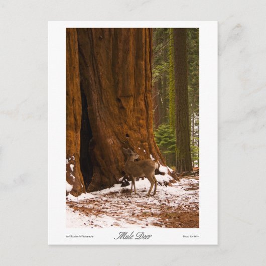 Mule Deer Foto Briefkaart (Voorkant)