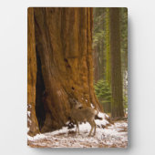 Mule Deer Fotoplaat (voorkant)