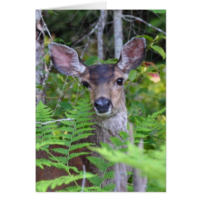 Mule Deer Frameable Art Card (Voorkant)