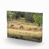 Mule Deer in een veld Fotoblokken (Rechts)