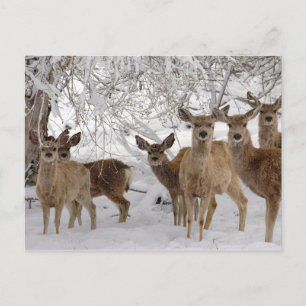 Mule Deer in Snow Feestdagenkaart
