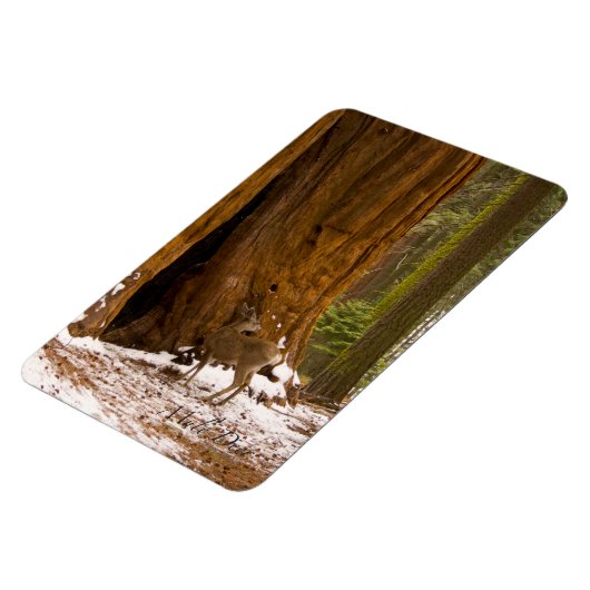 Mule Deer Magneet (Linkerzijde)