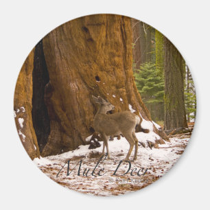 Mule Deer Magneet