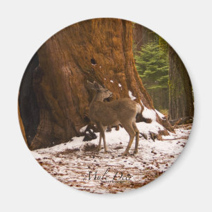 Mule Deer Magnet Magneet