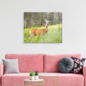 Mule Deer (Odocoileus hemionus) in de weide Canvas Afdruk (Insitu (Woonkamer))