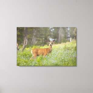 Mule Deer (Odocoileus hemionus) in de weide Canvas Afdruk