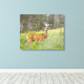 Mule Deer (Odocoileus hemionus) in de weide Canvas Afdruk (Insitu (Houten vloer))
