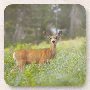 Mule Deer (Odocoileus hemionus) in de weide Drankjes Onderzetter