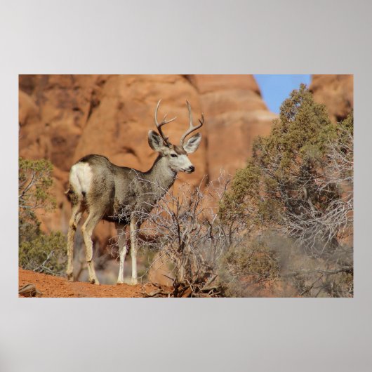 Mule Deer Poster (Voorkant)