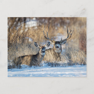 Mule Deer Resting in Snowy Gress Feestdagenkaart