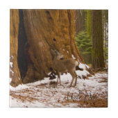 Mule Deer Tegeltje (Voorkant)