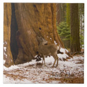 Mule Deer Tegeltje (Voorkant)