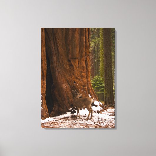 Mule Deer Wrapped Canvas (Voorkant)