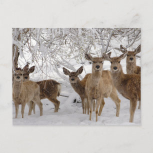 Mule Deer Wyoming Briefkaart