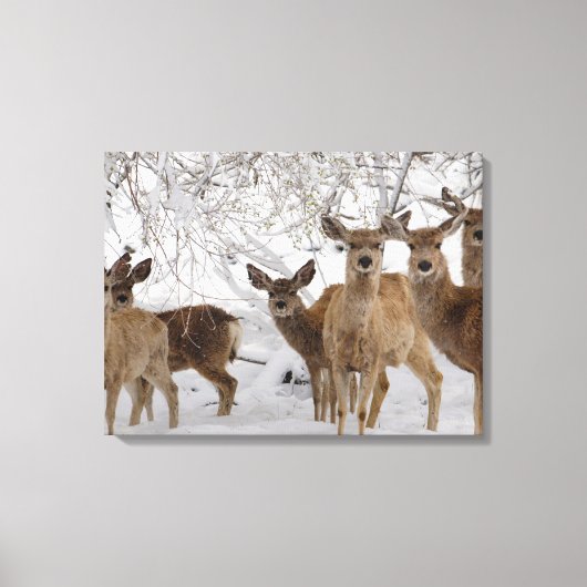 Mule Deer Wyoming Canvas Afdruk (Voorkant)