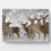 Mule Deer Wyoming Fotoplaat (voorkant)