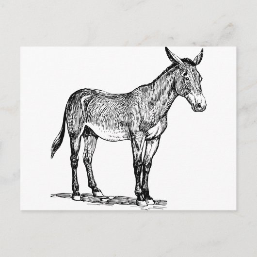 Mule Drawing, Stubborn Briefkaart (Voorkant)