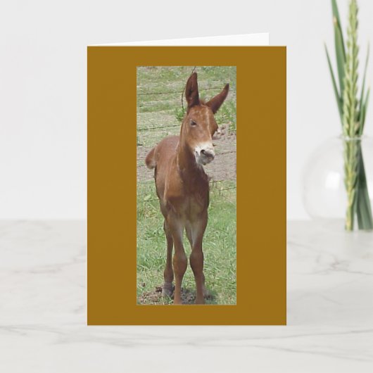 Mule Greeting Card Kaart (Voorkant)